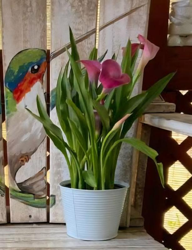 monrovia-1-quart-multicolor-zantedeschia-1-pack-low-maintenance-in