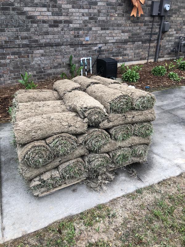 Harmony Outdoor Brands 500-sq ft Natural Zoysia Sod Pallet ZOYS500DCOM