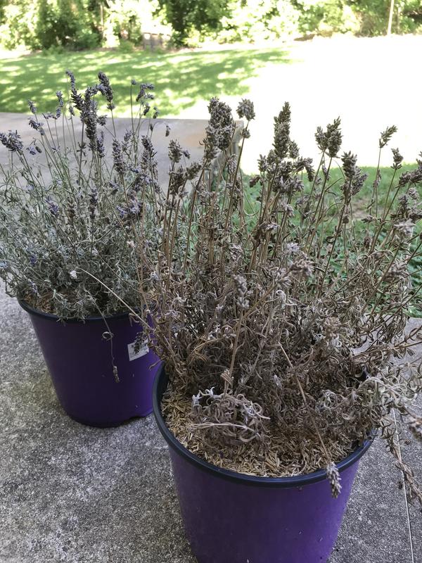 Expert Gardener Outdoor Live Plant Lavender Purple 1.5G, Full Sun