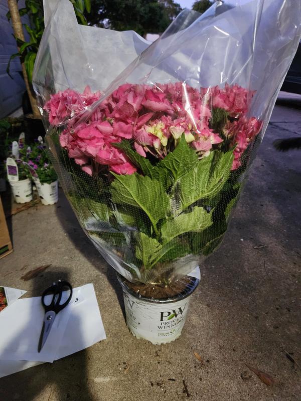 Proven Winners 1 -Gallon Cityline Paris Bigleaf Hydrangea