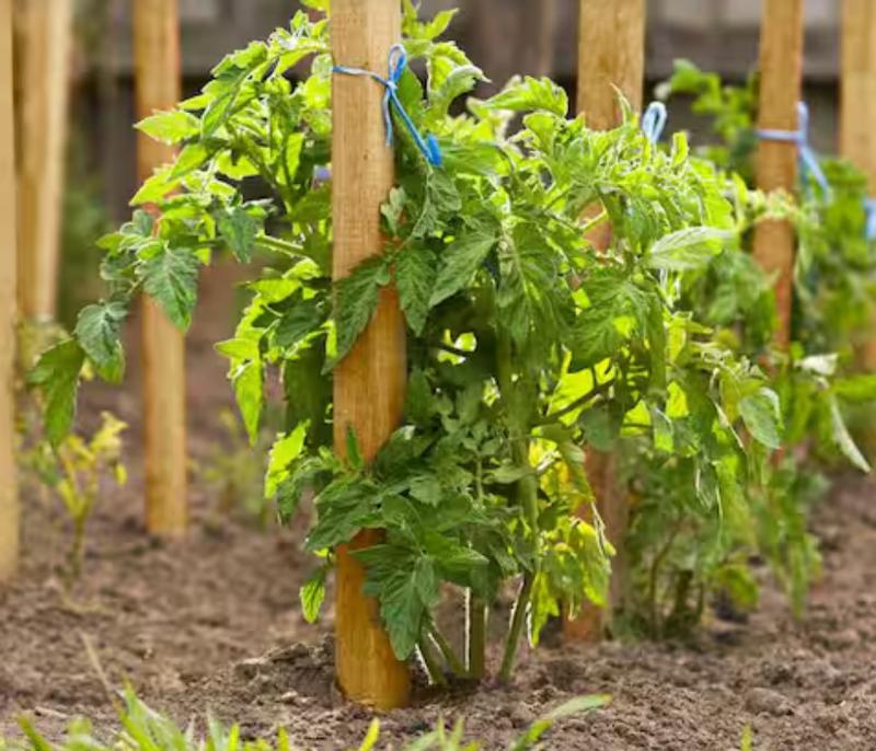 Gardener's Blue Ribbon 48-in Wood Plant Support Landscape Stake WW4-12 ...