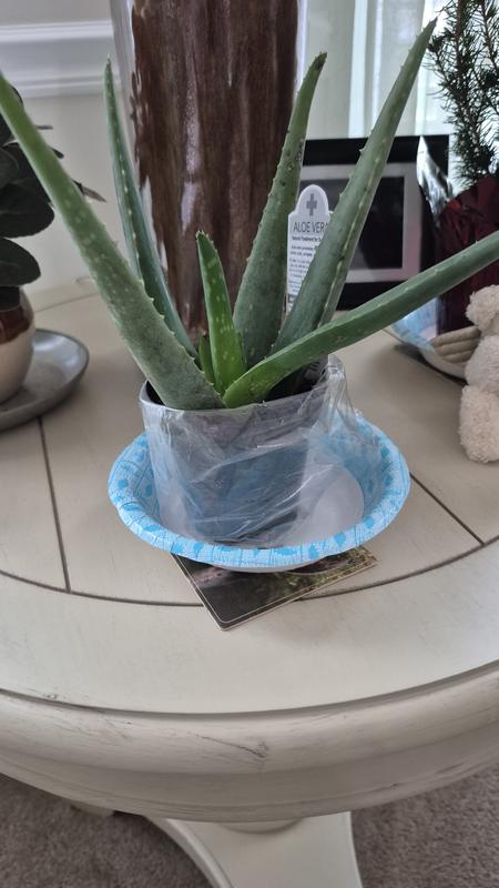 Altman Plants 3-Pack Aloe Vera in 11-oz Pot 0881031 at Lowes.com