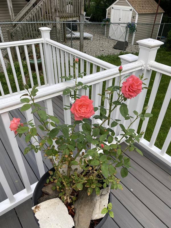 Rosa Tropicana (Hybrid Tea Rose)