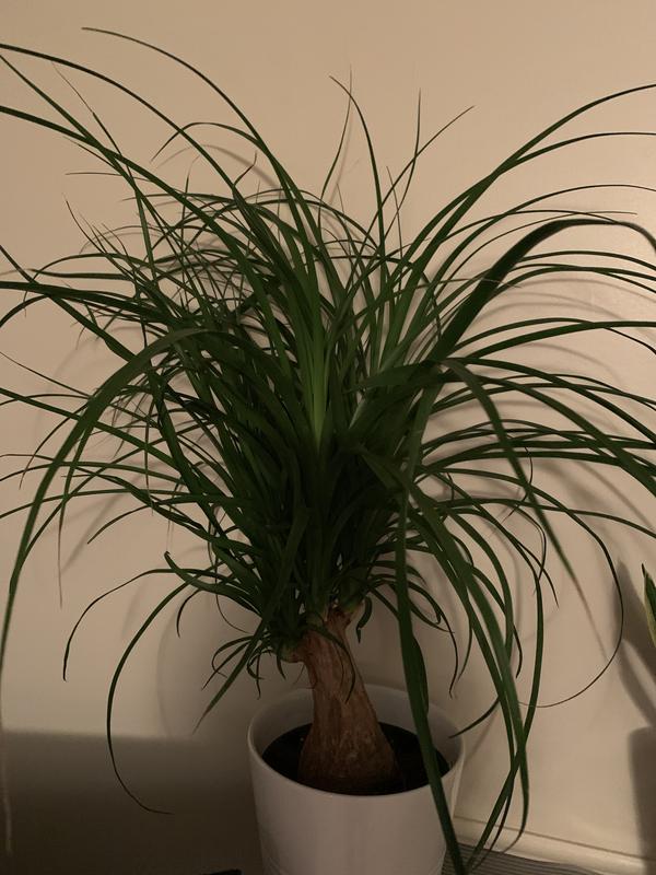 Lowe's Ponytail Palm House Plant in 1.41-Quart Planter NURSERY at Lowes.com