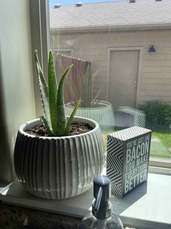 allen + roth Round 8.0708-in W Small White Ceramic Indoor Planter