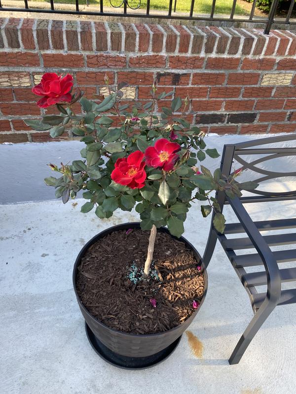 Lowe's 3.58-GAL ROSE TREE ASSORTED NR in the Trees department at Lowes.com
