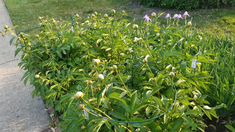 Gardener's Blue Ribbon 18-in Green Metal Stake DRPS1836 at Lowes.com