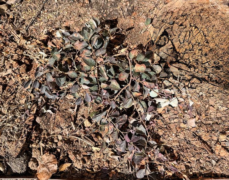 Southern Living Plant Collection Pink Purple Pixie Loropetalum ...