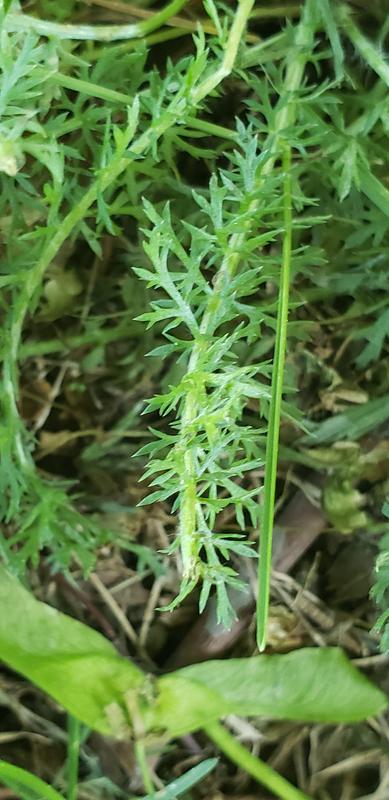 Herbicide pour mauvaises herbes et graminées avec pulvérisateur à piles  WIPE OUT de Wilson