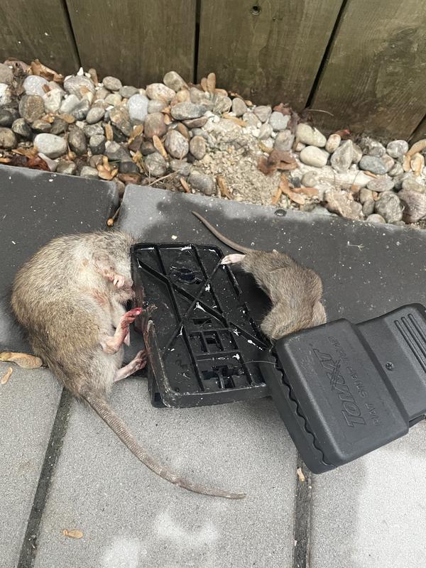 MAGIC Piège à Souris, Pièges à Rat Cage, Piège de Capture Cage