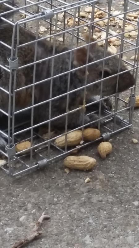 Cage-piège pour très petits animaux à une porte pour les tamias, écureuils,  rats et belettes de Havahart
