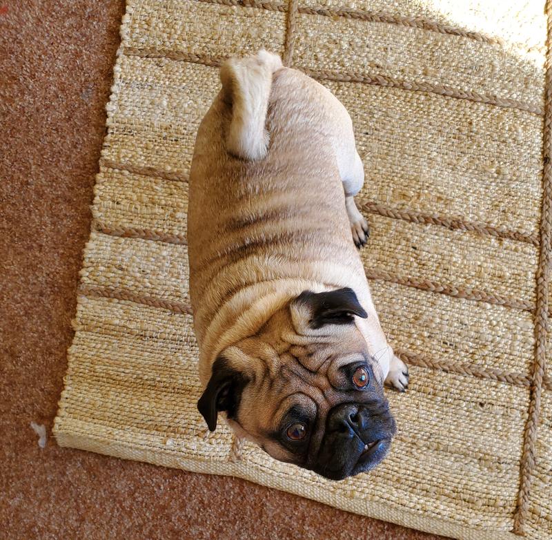 Our Pug likes it