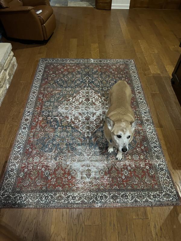 rug with dog