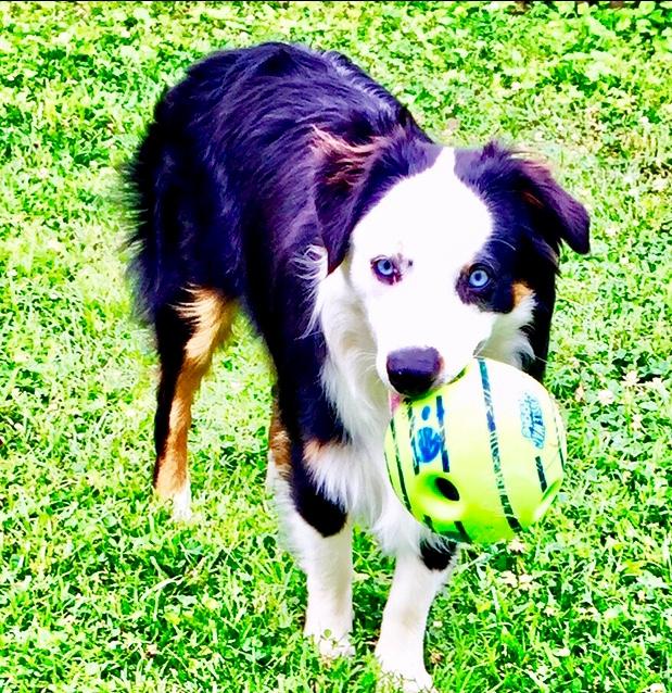 wiggle wobble giggle ball for dogs