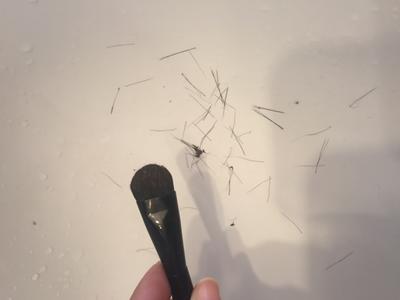 the number of bristles that fall out when I run my fingers over the head