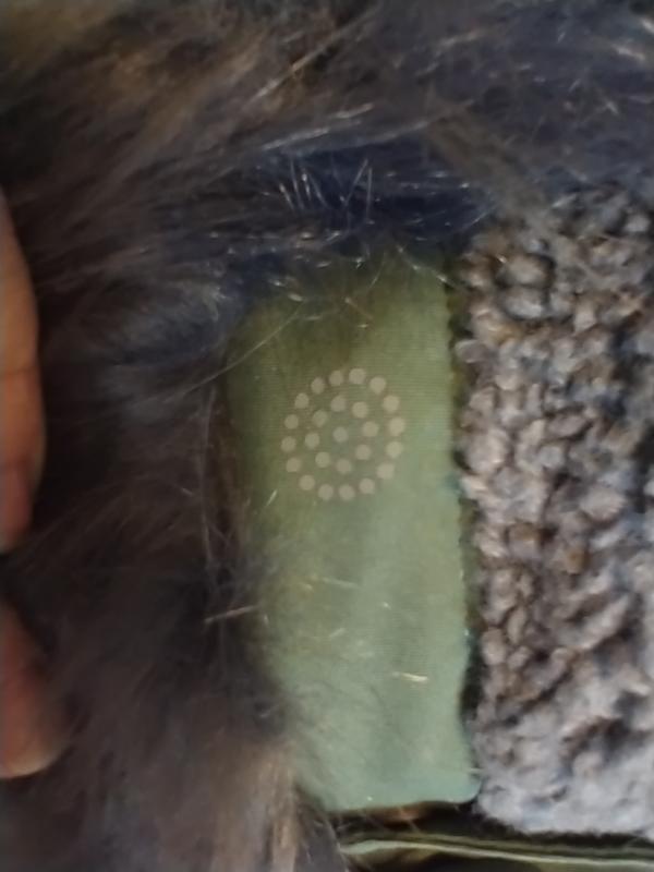 Mystery circle on hood (???!?!)