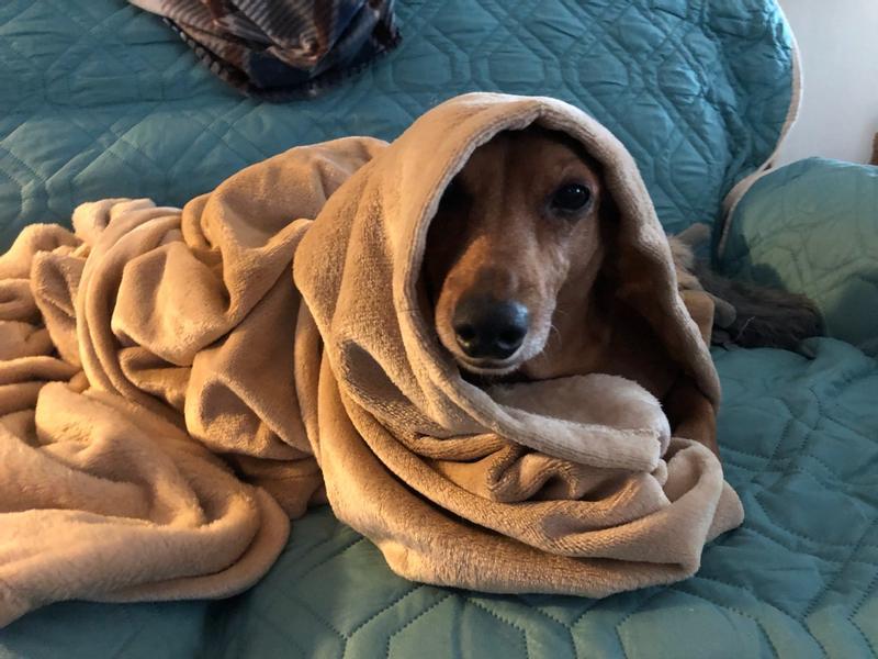 Cozy Couch Snuggle Blankie