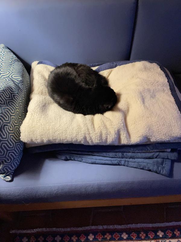 Sally cat likes the blankets