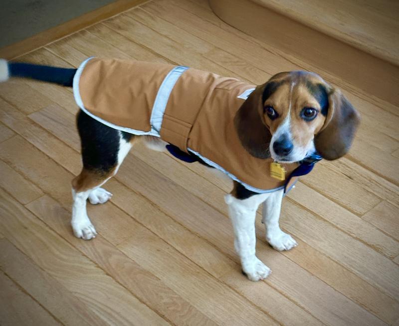 Size Small, 20lb Beagle