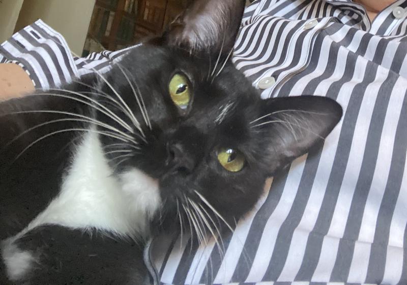 My new shirt with matching cat!! Finish on the shirt seems to make cat hair a non-issue.