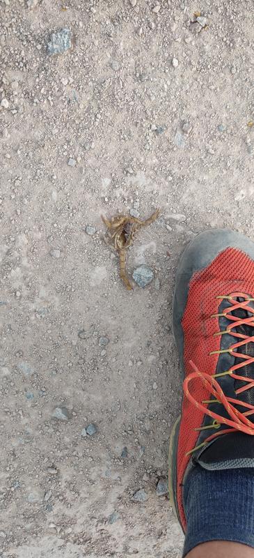 La Sportiva TX3 Approach Shoe