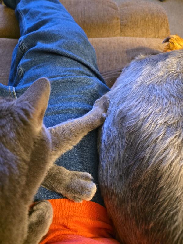 My cat and dog like how comfortable they are. Just can't ever get my size