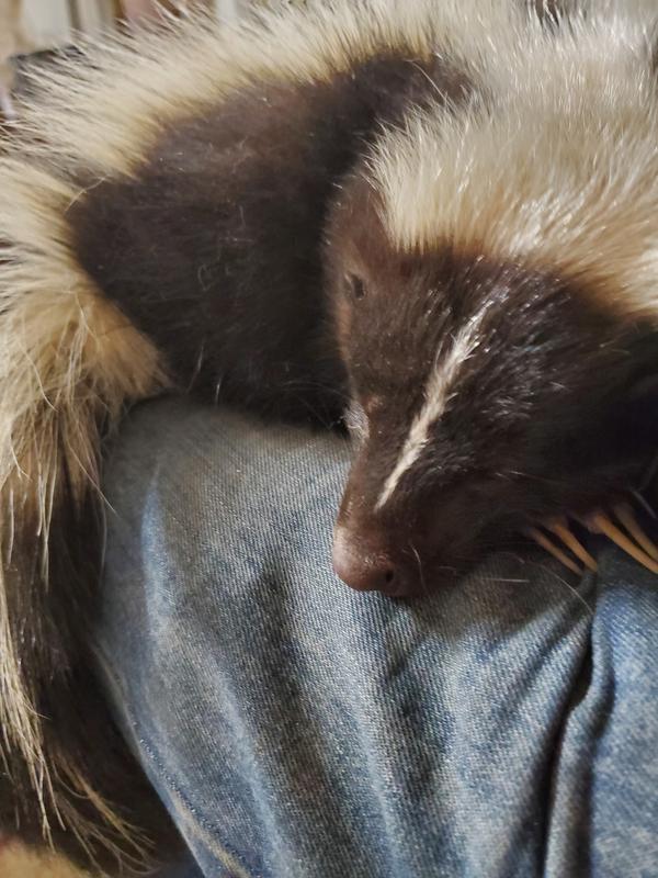 My skunk likes Levi's to!