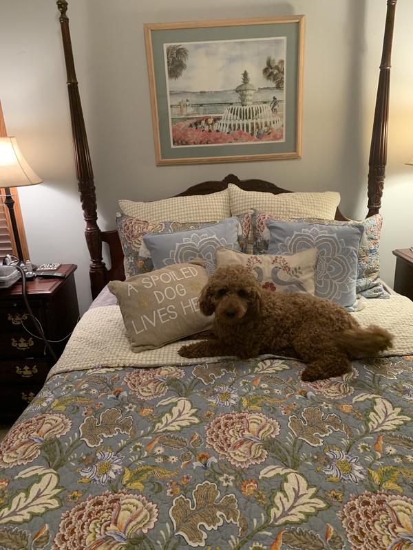 Goldendoodle approves!