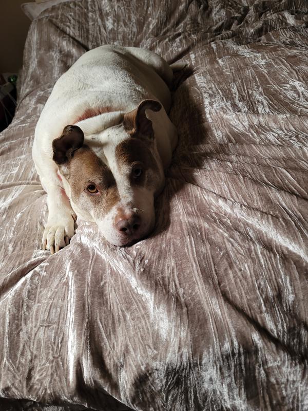 My 9 year old fur son approves.