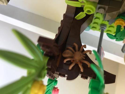 The spider has many places to reside