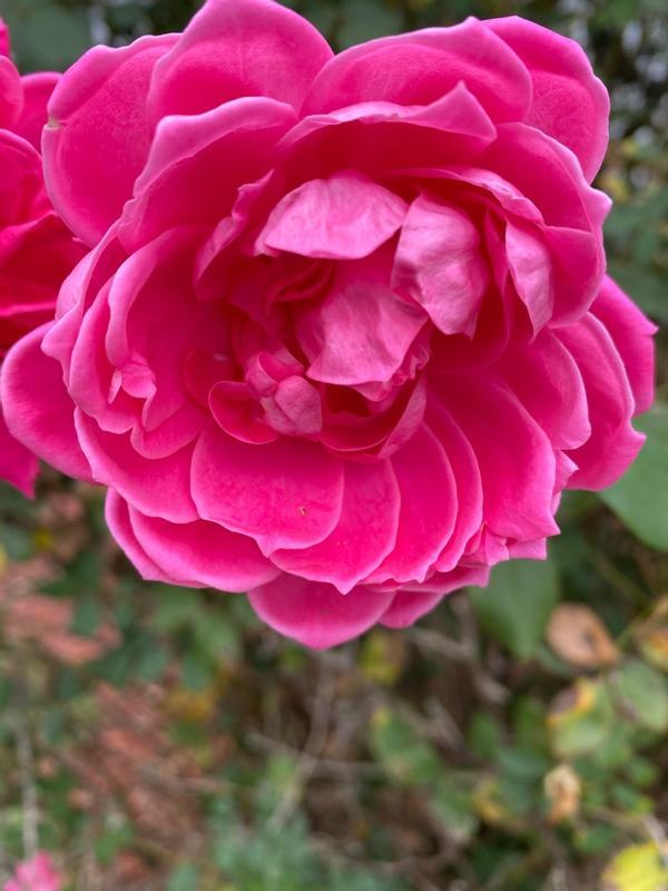 This product is sweet smelling like a rose, a simple gift of efficiency and effectiveness.