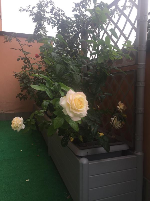 Revisione aperta modale 1 su 1