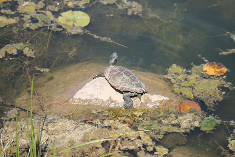 Northern Map turtle at Zwick's Park Belleville