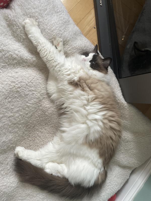 Photo - commentaire 5.