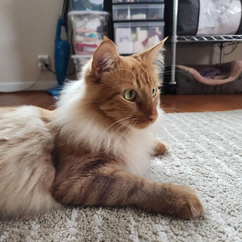 Photo - commentaire&nbsp;3.