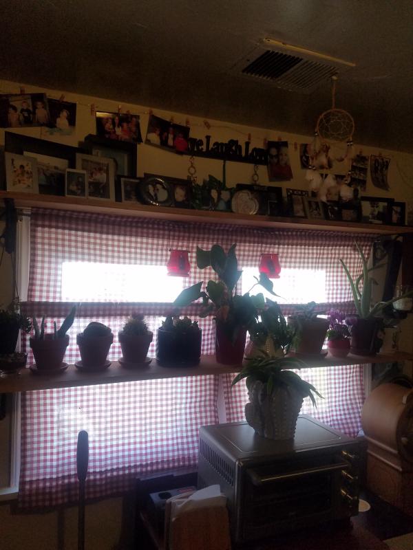 My plants get light!