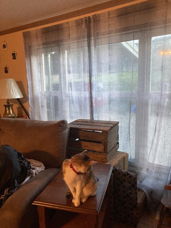 The cat hates them. That makes me love them more!