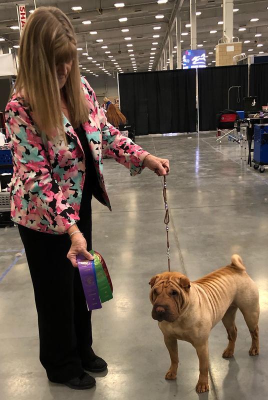 12 hours on my feet in Bzees showing dogs & I have feet that are happy