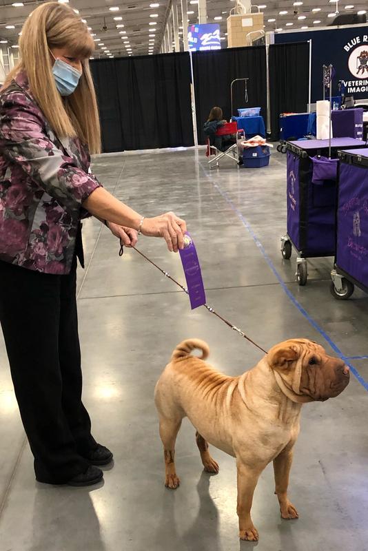 15 hours showing dogs on concrete & my feet & back feel fabulous