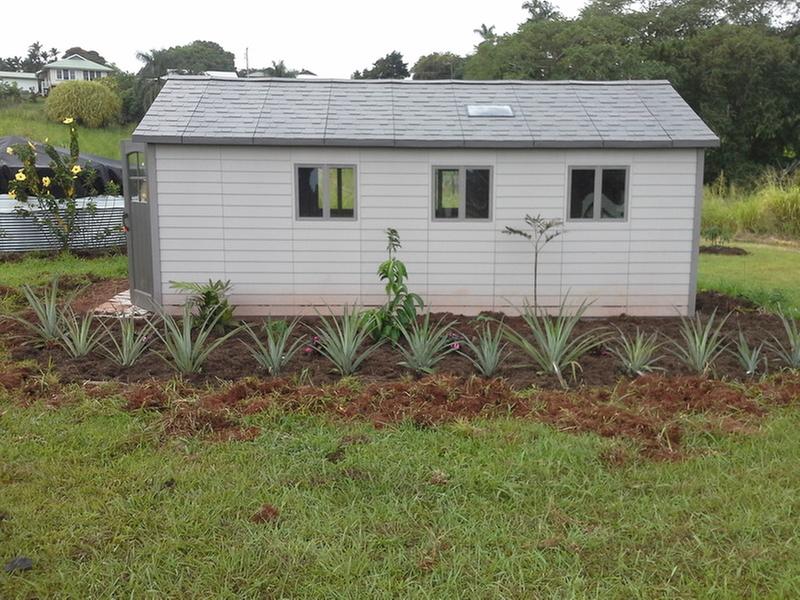 Shed with newly planted pineapple plants