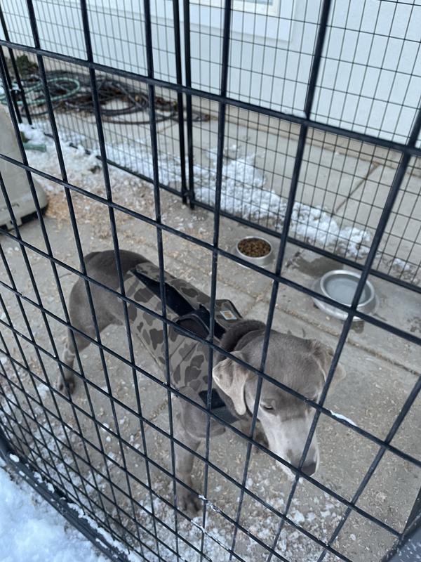 What I had to do to keep her warm before this awesome dog house.