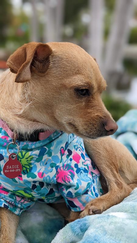 Lilly pulitzer shop dog clothes