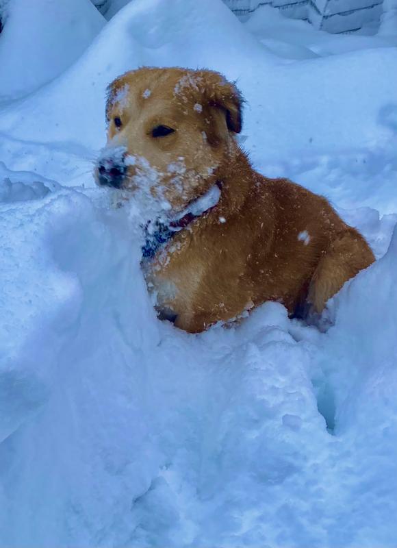 Playing Happy deep snow fun life is great