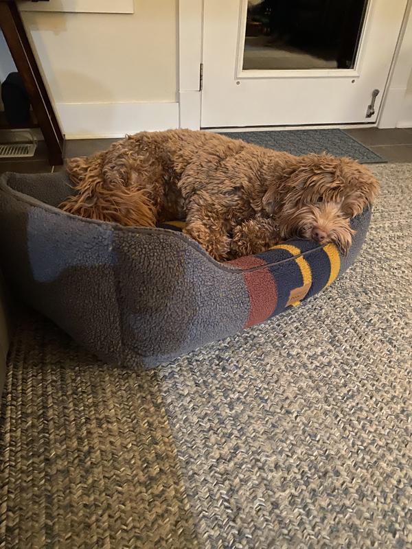Customer photo for "Salida labradoodle"