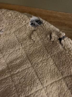 ll bean rugged quilted dog blanket