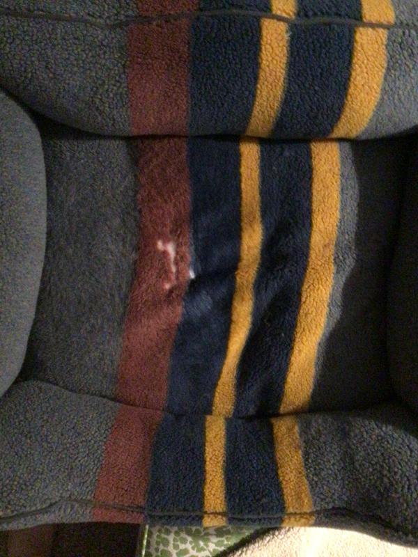Customer photo for "Not for dogs that fluff their bed."