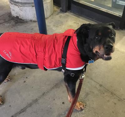 llbean dog raincoat