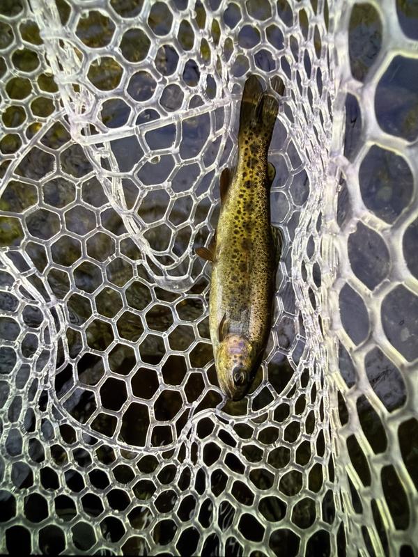 Nomad Native Net