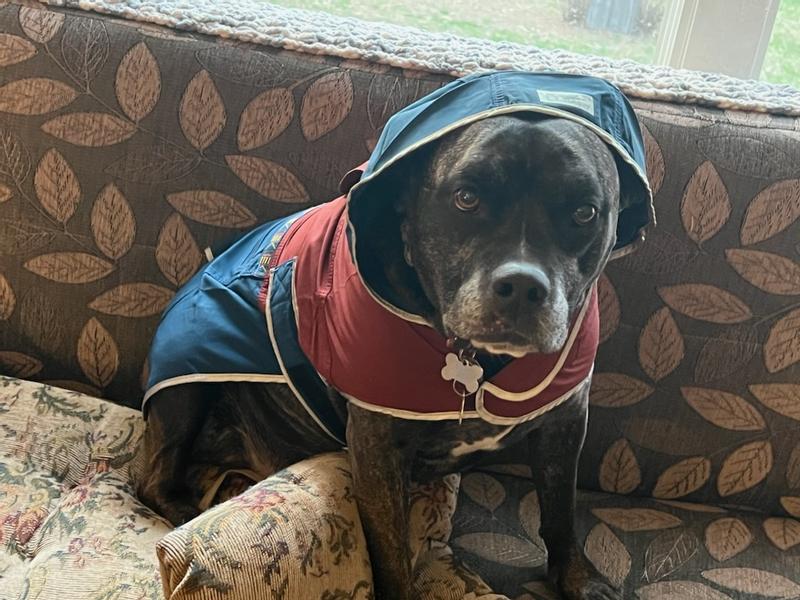 Llbean dog outlet jacket