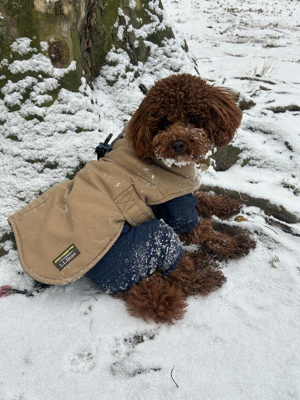 Ll bean dog jacket discount